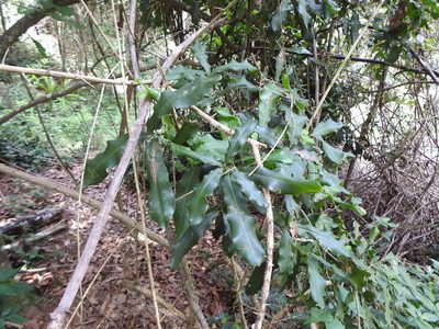 Macadamia integrifolia, photographed by Greg Tasney