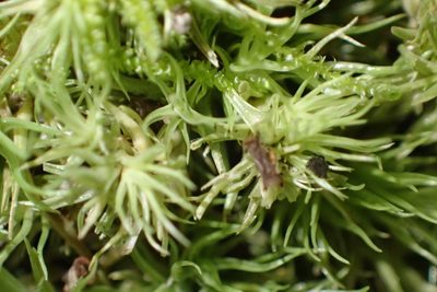 Leucobryum rehmannii, photographed by Nicola van Berkel