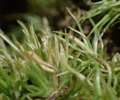 Leucobryum rehmannii, photographed by Nicola van Berkel