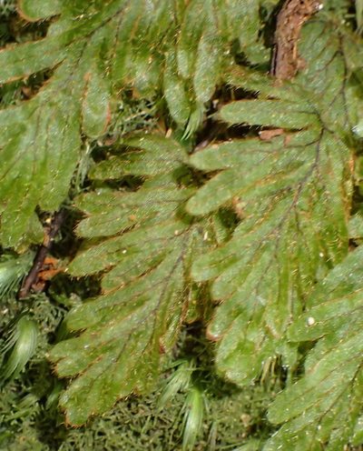 Hymenophyllum aeruginosum, photographed by Nicola van Berkel