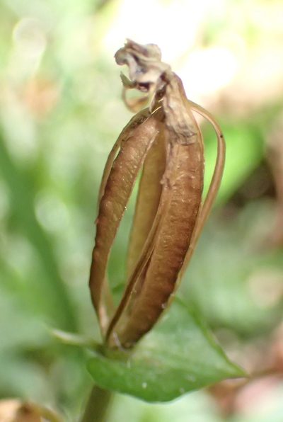 Disperis lindleyana, photographed by Nicola van Berkel