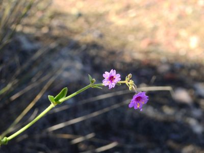 Mirabilis ovata, photographed by Guillermo Debandi