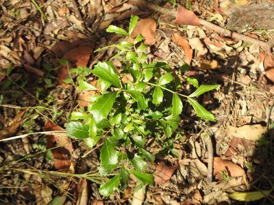 Cupaniopsis shirleyana, photographed by Greg Tasney
