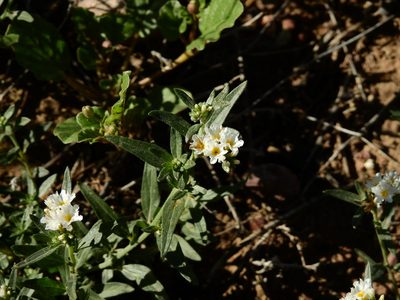 Euploca mendocina, photographed by Guillermo Debandi