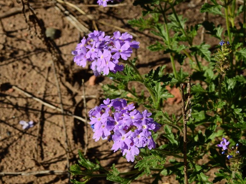 Verbena mendocina, photographed by Guillermo Debandi