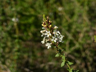 Mulguraea aspera, photographed by Guillermo Debandi