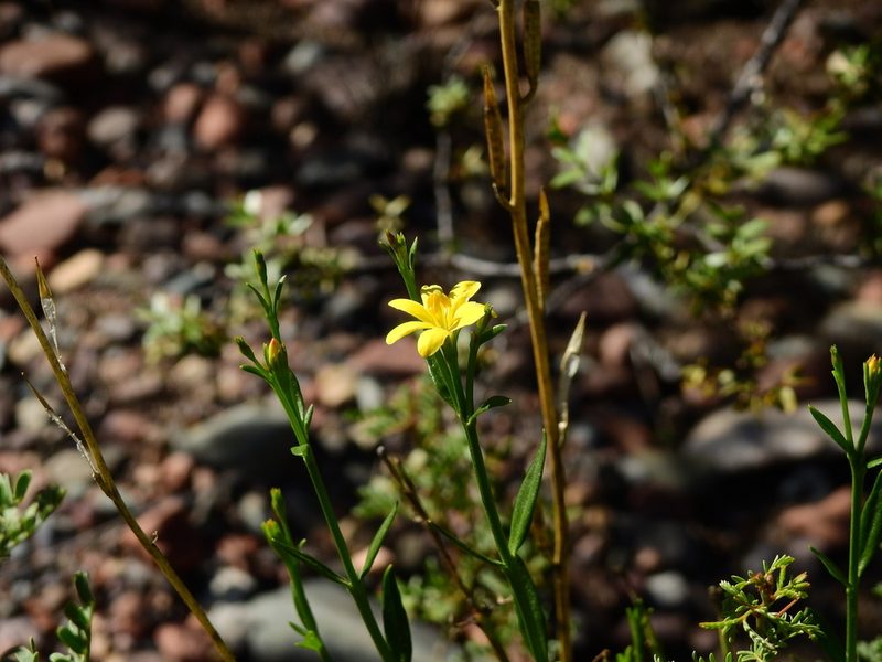 Menodora decemfida, photographed by Guillermo Debandi