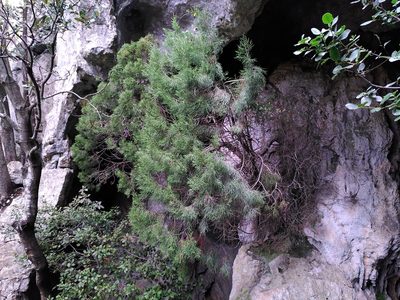 Juniperus phoenicea, photographed by Yves Bas