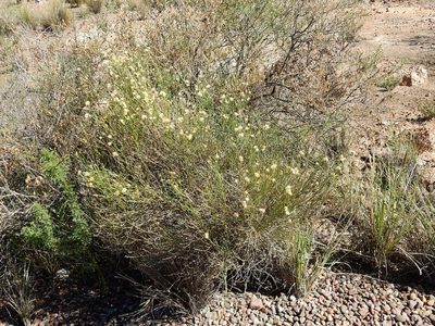 Baccharis spartioides, photographed by Guillermo Debandi