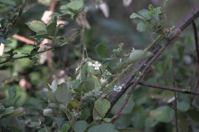 Rubus ellipticus, photographed by Ramnarayan K