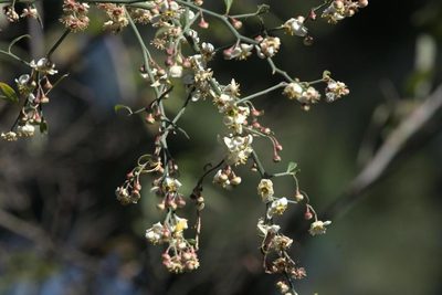 Prinsepia utilis, photographed by Ramnarayan K