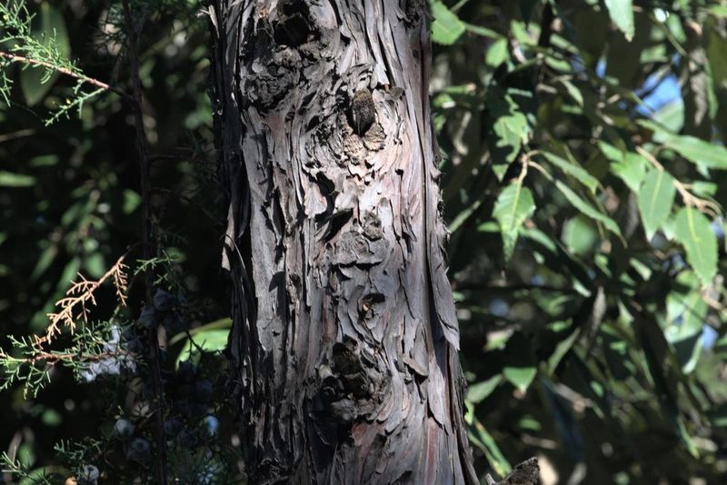 Cupressus torulosa, photographed by Ramnarayan K