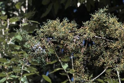 Cupressus torulosa, photographed by Ramnarayan K