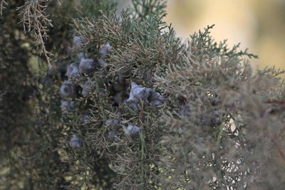 Cupressus torulosa, photographed by Ramnarayan K