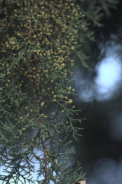 Cupressus torulosa, photographed by Ramnarayan K