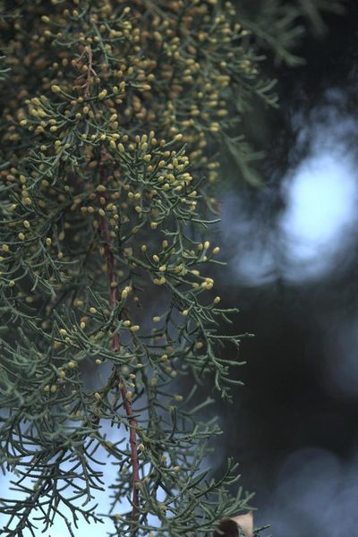 Cupressus torulosa, photographed by Ramnarayan K