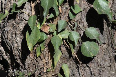 Hedera nepalensis, photographed by Ramnarayan K