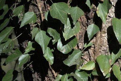 Hedera nepalensis, photographed by Ramnarayan K