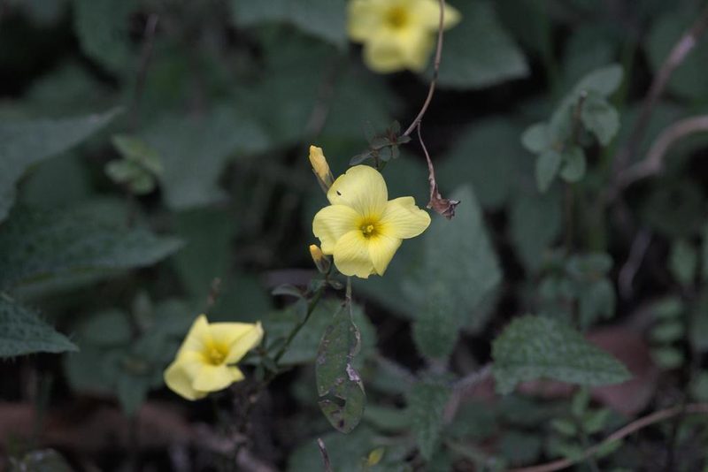 Reinwardtia indica, photographed by Ramnarayan K