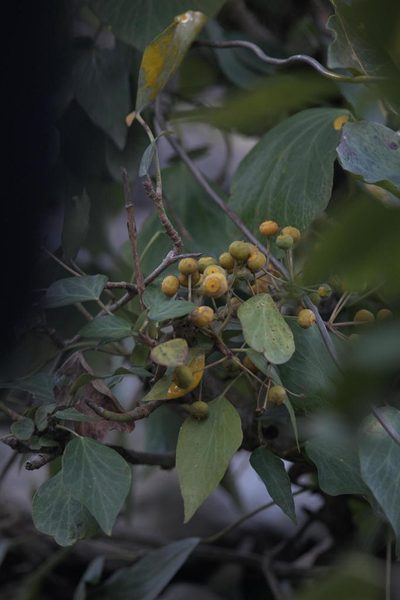 Hedera nepalensis, photographed by Ramnarayan K