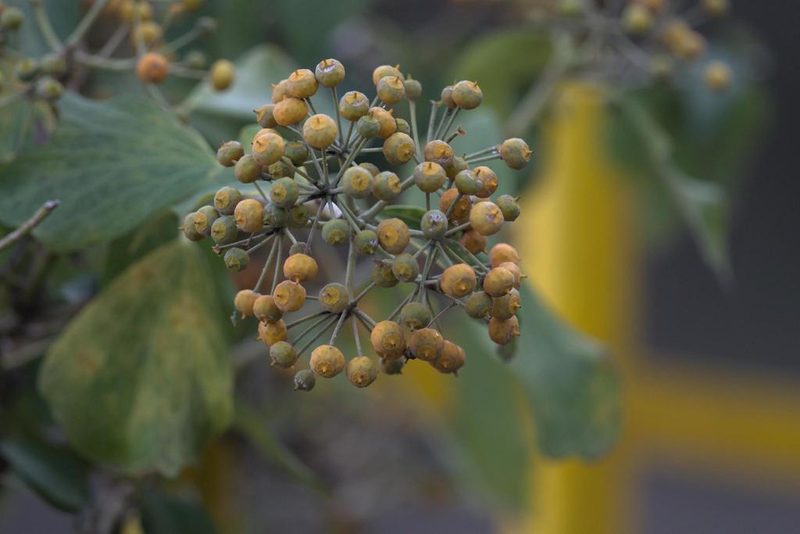 Hedera nepalensis, photographed by Ramnarayan K