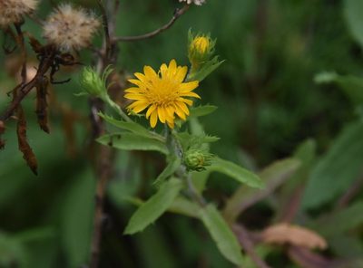 Rayjacksonia phyllocephala, photographed by Mike Ostrowski