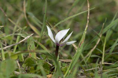 Cyclamen persicum, photographed by Eleftherios Katsillis