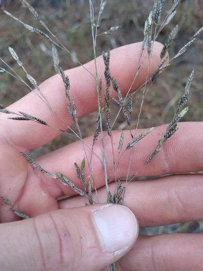 Eragrostis atrovirens, photographed by Scott Ward