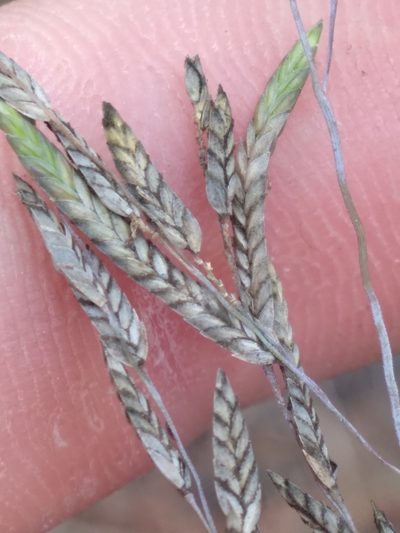 Eragrostis atrovirens, photographed by Scott Ward
