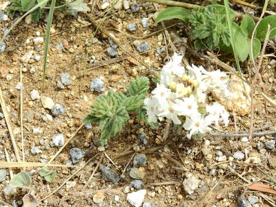 Verbena platensis, photographed by Guillermo Debandi