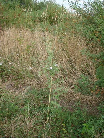 Althaea armeniaca, photographed by Юрий Данилевский (Yuriy Danilevsky)