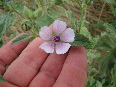 Althaea armeniaca, photographed by Юрий Данилевский (Yuriy Danilevsky)