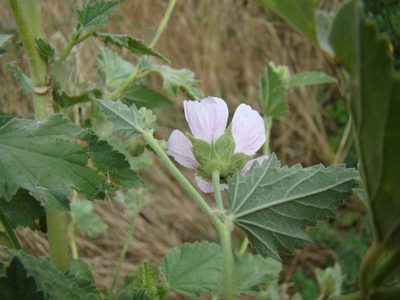 Althaea armeniaca, photographed by Юрий Данилевский (Yuriy Danilevsky)