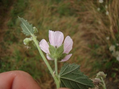 Althaea armeniaca, photographed by Юрий Данилевский (Yuriy Danilevsky)
