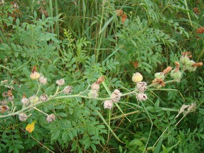 Althaea armeniaca, photographed by Юрий Данилевский (Yuriy Danilevsky)