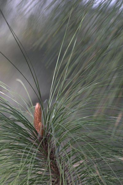 Pinus roxburghii, photographed by Ramnarayan K