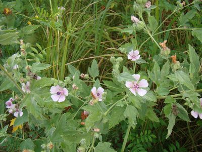 Althaea armeniaca, photographed by Юрий Данилевский (Yuriy Danilevsky)