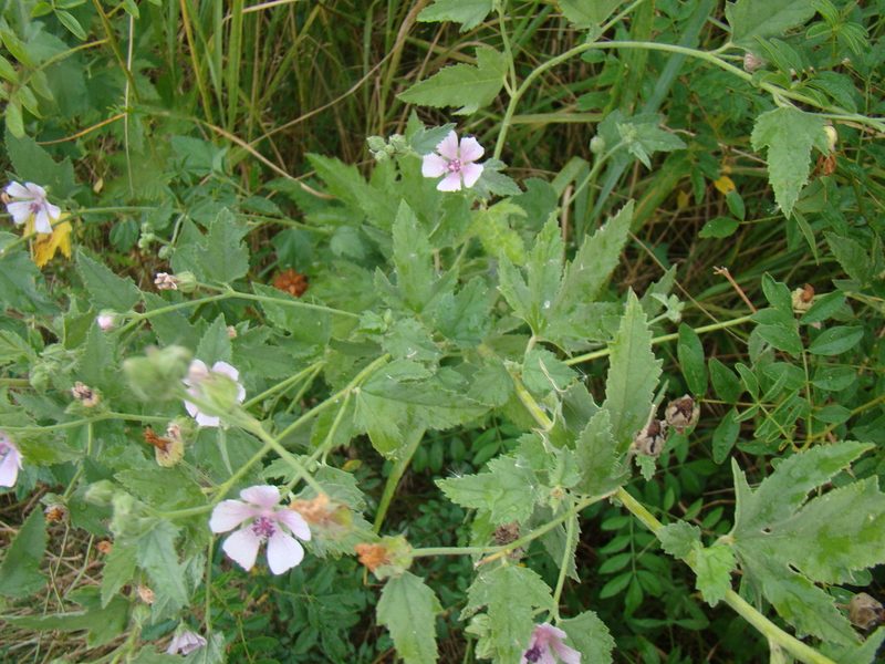 Althaea armeniaca, photographed by Юрий Данилевский (Yuriy Danilevsky)