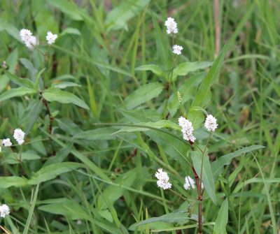Persicaria bicornis, photographed by Lauren McLaurin