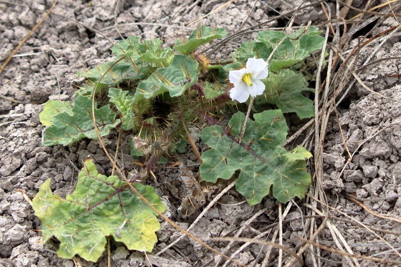 Solanum campechiense, photographed by Lauren McLaurin