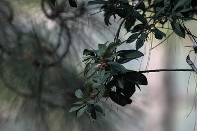 Myrica esculenta, photographed by Ramnarayan K