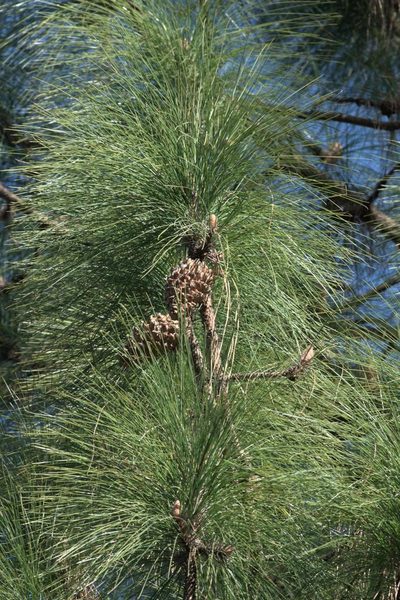 Pinus roxburghii, photographed by Ramnarayan K