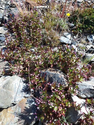 Epilobium australe, photographed by Pablo