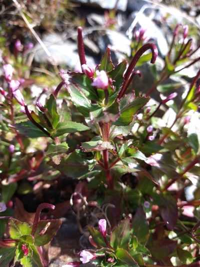 Epilobium australe, photographed by Pablo