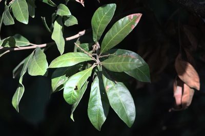 Myrica esculenta, photographed by Ramnarayan K