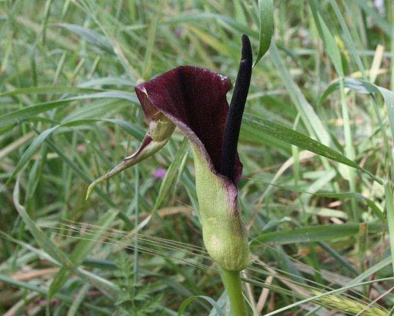 Arum palaestinum, photographed by Dieter Schulten