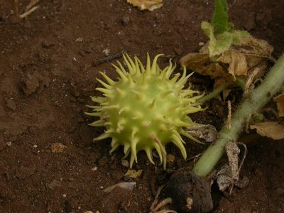 Cucumis anguria, photographed by Yves Bas