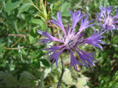 Centaurea graminifolia, photographed by Daniel Heras González