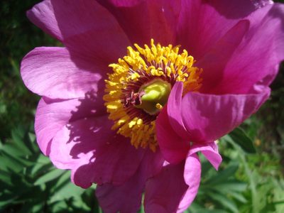 Paeonia officinalis, photographed by Daniel Heras González