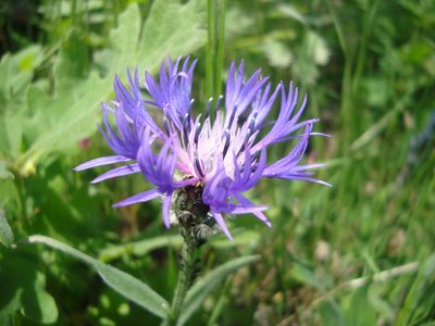 Centaurea graminifolia, photographed by Daniel Heras González